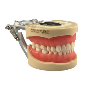 Typodont for NDEB exam D95SDP-200