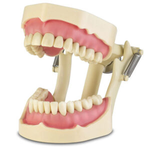 Typodont Frasaco Standard ANA4 - 28 Tooth