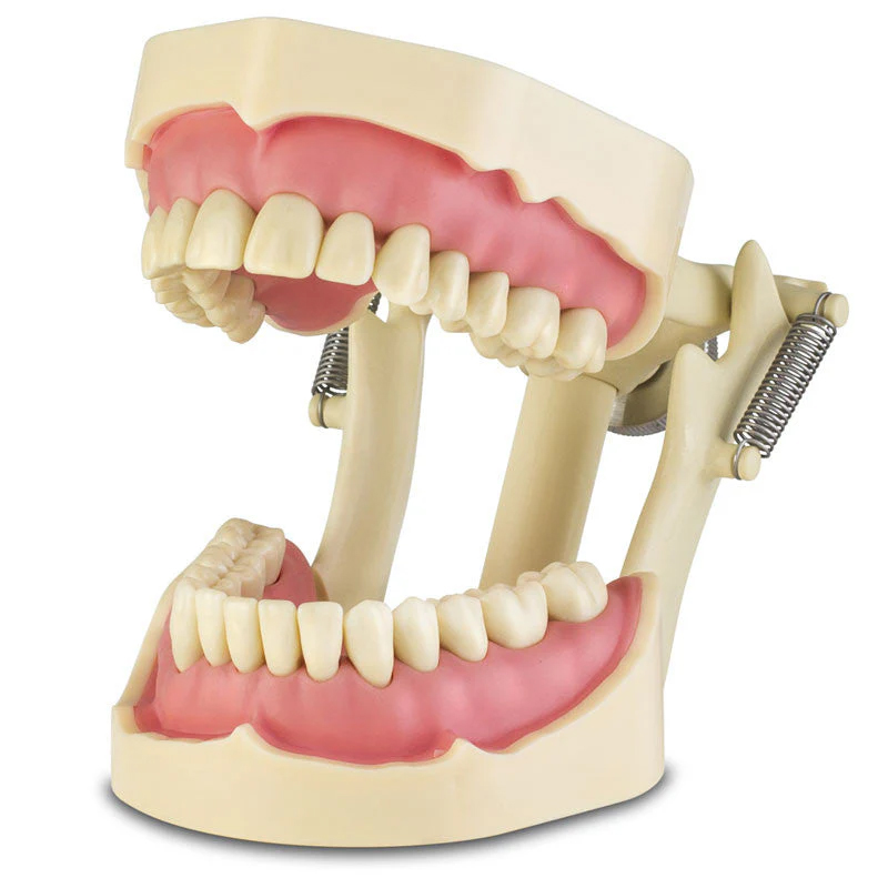Typodont Frasaco Standard ANA4 - 28 Tooth