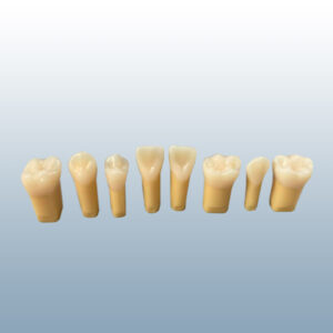 2 Layer Teeth