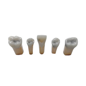 Kilgore Replacement Teeth - Caries Tooth - 1pc