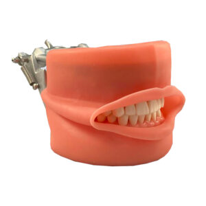 Typodont Soft Urethane Gingiva with Oral Cavity Kilgore Nissin - Typodont for NDEB exam D95SDP-200
