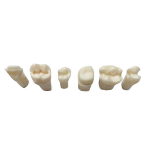 Kilgore Replacement Teeth - Cavity Prep Tooth Class 2 MOD - 1pc